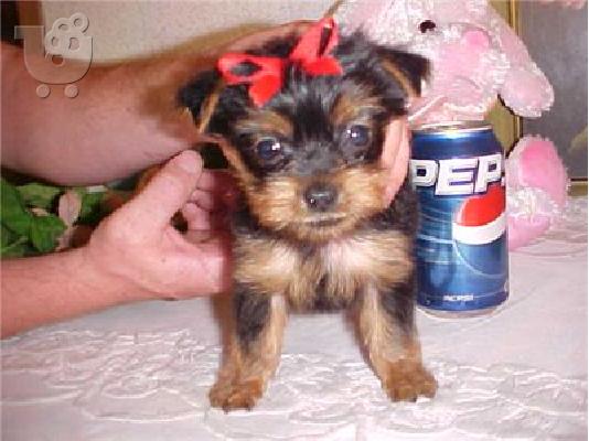 PoulaTo: yorkie shire puppy